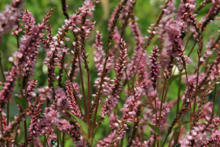 Persicaria amplexicaulis 'Pink Elephant'Duizendknoop bestellen